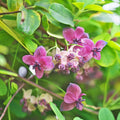Chocolate Vine Plant, Akebia Quinata, Sweet Fruit Plant Well Rooted, Appx 4 to 6 Inches Tall Cut Back Chocolate Fruit Starter Plant, Akebia Fruit Plant Live, Akebia Plant for Outdoor Garden