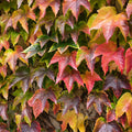 Live Boston Ivy Plant Climbing Ivy Starter Plant, 2.5 Inch Pot Boston Ivy Plant, Ivy Vine Plant