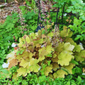 Heuchera Plant Live, Orange Green Heuchera Coral Bells Live Plant for Gardening Indoor, 3 Inc Pot