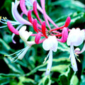 Variegated Pink Yellow Honeysuckle Vine Plant Live Perennial 2.5 Inc Pot Fragrant Flower for Gardening Hedge or Trellis