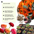 Orange Ranunculus Flowers Bulbs for Spring Planting, Perennial Flower Bulbs, Early Spring Flower to Plant Outside, Colorful Blooms Groundcover Bulbs, Top Size