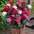 1 Assorted Dianthus Live Plant in Pot, Dianthus Carnation Perennial Plant Live, Very Fragrant Mixed Random Colors