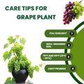 Grape Plant Live Potted, Fruit Vine Starter Plant 5-8 Inches, Hardy Climbing Seedless Grape Vine for Backyard Garden or Trellis (Purple Blue)