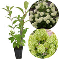 Lime Hydrangea Tree Live Plant, Light Green Change Color Hydrangea Flowers in 4" Pot, for Your Garden, Well Rooted