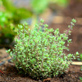 Set 2 Thyme Plants Live, Fragrant Thyme Herb, 5-7 Inches Tall, Compact Herb for Indoor Outdoor Growing