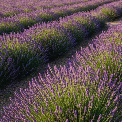 2 French Lavender Plants Live Lavender Plants for Outside Inside, 4 to 6 Inches Long, Perennial Flower Plant Gardening
