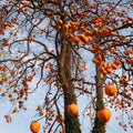 2 American Persimmon Tree Live Plant Bare Roots, Cold Hardy Fruit Plant Seedlings, Zone 4 to 9