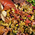Heuchera Plant Live, Orange Green Heuchera Coral Bells Live Plant for Gardening Indoor, 3 Inc Pot