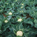 Set 2 of Cauliflower Plants Live Vegetable Plants, 2 Plants per Pot, Cauliflower Live Plants Gardening