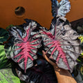 2 Colocasia Live Plants, Alocasia Elephant Ear Live Plant for Growing, 4-6" Tall, Cold Hardy, Indoor Outdoor Planting (Black Red)