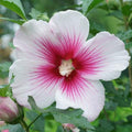 Rose of Sharon Plant, Hardy Althea Hibiscus Flowering Shrub in 4'' Pot, Outdoor Garden Starter Plant for Landscape or Hedge (White Pink)