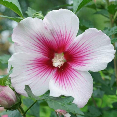 Rose of Sharon Plant, Hardy Althea Hibiscus Flowering Shrub in 4'' Pot, Outdoor Garden Starter Plant for Landscape or Hedge (White Pink)