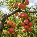 Honey Crisp Apple Tree Live Plant 6-10" Tall