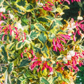 Variegated Pink Yellow Honeysuckle Vine Plant Live Perennial 2.5 Inc Pot Fragrant Flower for Gardening Hedge or Trellis
