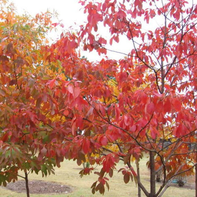 Sassafras Tree Seedling Live Plant Bare Root 1-2ft Tall