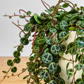 String of Turtles Plant Live, Succulent Trailing Vine, Indoor Houseplant Live in Pot