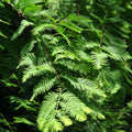 Dawn Redwood Plant, 8 to 18 Inch Tall Plant in Quart Pot, Hardy Perennial Redwood Tree Plants for Outdoor Growing
