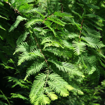 Dawn Redwood Plant, 8 to 18 Inch Tall Plant in Quart Pot, Hardy Perennial Redwood Tree Plants for Outdoor Growing