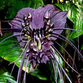 1 Black Bat Flower Tacca Chantrieri Plants Live, 5-9 Inch Tall, Black Orchid Bat Flowers Houseplant