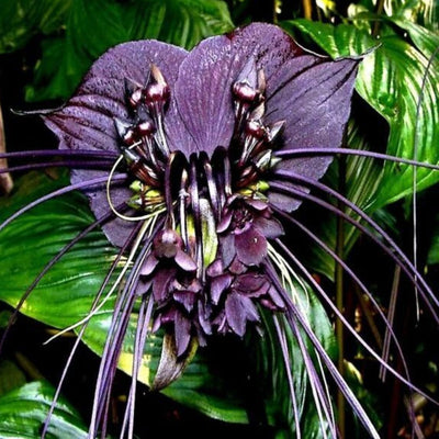 1 Black Bat Flower Tacca Chantrieri Plants Live, 5-9 Inch Tall, Black Orchid Bat Flowers Houseplant