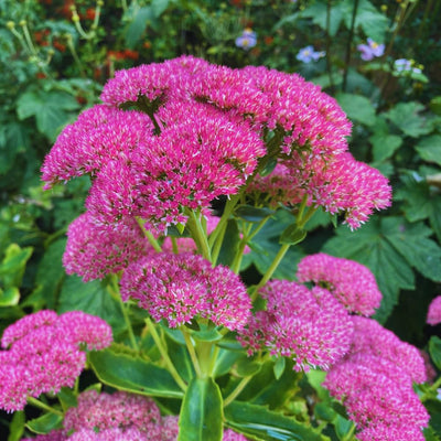 Autumn Sedum Plant Live, Quart Pot, Sucullent Plant Live Indoor Outdoor, Sedum Flower Live Plant from 4 to 6 Inc Tall