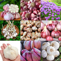 1 Pound Garlic for Planting in Fall Mix Random Softneck Hardneck, 8-10 Assorted Garlic Bulbs for Planting, Fresh and High Yield Bulb Variety Pack, Hardy and Fast Growing