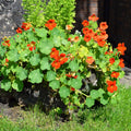 2 Nasturtium Flower Plants, Annual Nasturtium Flowering Vines, Vibrant Blooms 4-6 Inch Tall for Planting Outdoor