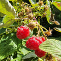 2 Caroline Red Raspberry Plants Live, Sweet Raspberry Bush 4-6 Inches Tall, Edible Fruit Tree for Outdoor Growing