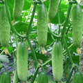 2 Cucumber Plants Live, Live Green Cucumber Plants, 3 to 5 Inches Tall, 4 Inches Pot, Cucumber Live Plants, Cucumber Seedling Plants for Growing