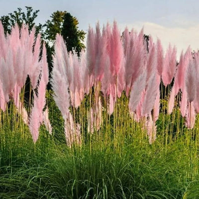 Pampas Grass Plant Live in 2.5" Pot, Ornamental Grass Live Plant for Planting Indoor Outdoor (Pink Pampas Grass)