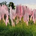 1 Pampas Grass Plant Live in 4" Pot, Ornamental Grass Live Plant for Growing Your Garden (Pink Pampas Grass)