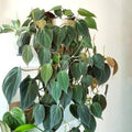 Philodendron Plant in 4 Inch Pot, Tropical Indoor Houseplant, Easy Care Foliage Plant for Home, Office, or Patio (Velvet Philodendron)