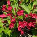 Red Weigela Live Plant for Garden, 4 Inch Pot Flower Plant, Red Weigela Bush Plants for Outdoor Garden