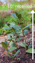 Laurus Nobilis Bay Laurel Tree, Bay Leaf Plant Herb, Sweet Bay Laurel Live Plant for Planting, from 6 to 9 Inc in Tall