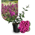 Potted Butterfly Bush Live Plant, 5-9" in Tall, Cold Hardy, Spring Outdoor PlantingBlooms Summer to Fall, Dormant in Winter (Cranberry Buddleia Plant)