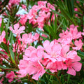 Set 2 Pink Oleander Plant, 4-8" Tall, Pink Oleander Flower Plants Live Starter, Flower Plant for Outdoor Garden and Landscape Planting