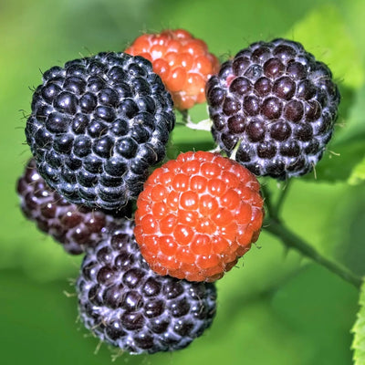 Raspberry Plant Live 6 to 12 Inch Tall, Sweet Raspberry Bush Live Plant Well Rooted Zone 3 to 8 (Black Raspberry)