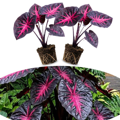 2 Colocasia Live Plants, Alocasia Elephant Ear Live Plant for Growing, 4-6" Tall, Cold Hardy, Indoor Outdoor Planting (Black Red)