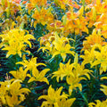 2 Yellow Lily Bulbs, Lily Flower Bulbs, Lily Bulbs for Spring Planting, Lilies Bulbs, Spring Flower Bulbs, Grow Well Indoor Outdoor