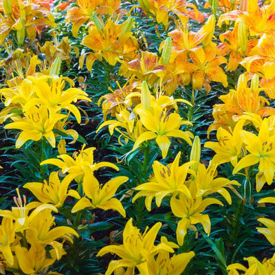 2 Yellow Lily Bulbs, Lily Flower Bulbs, Lily Bulbs for Spring Planting, Lilies Bulbs, Spring Flower Bulbs, Grow Well Indoor Outdoor