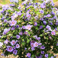 Blue Pink Hibiscus Plants Live 5-9" in Tall, Hardy Hibiscus Tree Live Plant Year-Round Blooming, No Pot, Outdoor Perennial Planting