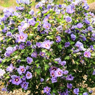 Blue Pink Hibiscus Plants Live 5-9" in Tall, Hardy Hibiscus Tree Live Plant Year-Round Blooming, No Pot, Outdoor Perennial Planting