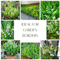5 Fragrant Lily of The Valley Flower Rhizomes Roots, May Lilies Live Plant Roots, Easy to Grow for Early Bloom, Cold Hardy, Bouquet and Home Décor