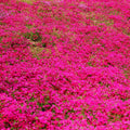 Red Creeping Phlox Plant in Quart Pot, 3-6" Live Garden Phlox Plants, Pink Blooms, Perennial Groundcover