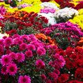 2 Assorted Chrysanthemum Plants Live, Vibrant Mum Flower Plants for Garden Landscape from 5 Inc Long