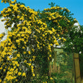 Climbing Roses Live Plant, Climbing Rose Plant Live, 5 to 7'' Tall, Fragrant Flower Bush Plants for Gardening (Yellow)