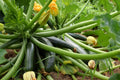 4 Live Squash Plants, 5 to 8 Inch Tall Green Squash Plants Live in 4 Inch Pot, Green Squash Zucchini Plants Seedlings,