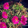4 Deep Pink Portulaca Live Plants, Moss Rose Portulaca Plants 4-8'' Tall, Rare Flower for Outdoor Garden, Containers or Patio