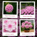 Soft Pink Phlox Plant Live 3-5" Tall, Phlox Live Plant, Flowering Perennial for Garden and Borders, No Pot