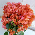 2 Gold Bougainvillea Plants Live Rooted for Garden, Bougainvillea Live Plant, 4 Inc to 6 Inc Tall, Live Bougainvillea Plant
